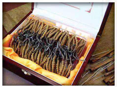 绿园冬虫夏草回收